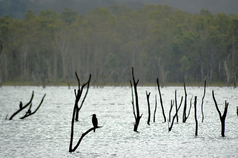 DSC_0007a (2) - Copy.JPG - Lake Tinaroo in the rain and mist